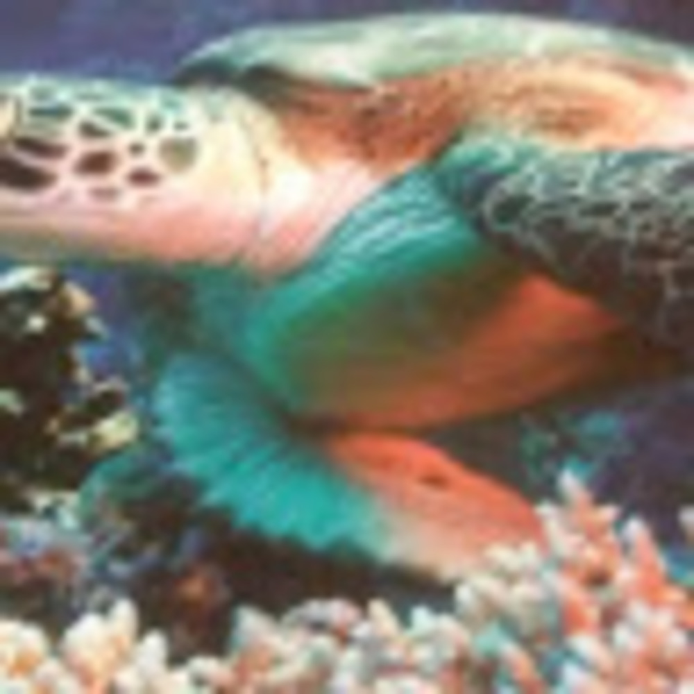 Meet your Posher, Noreen